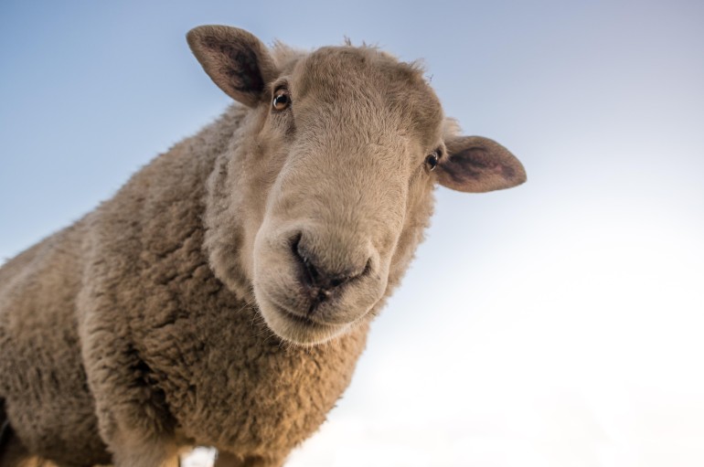 Nawet owca się dziwi, że jeszcze nie znasz naszej oferty! 🐑Biuro Podróży AGA TRAVEL