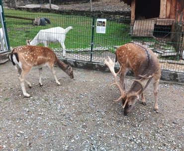 Jeleniowate swobodnie przemieszczające się po terenie parku w Ustroniu