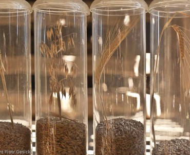 Różne rodzaje ziaren do tradycyjnego wypieku chleba.