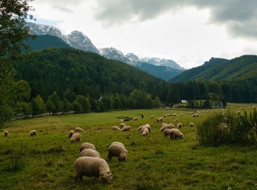 Górska polana w Polskich Tatrach w okolicach Zakopanego