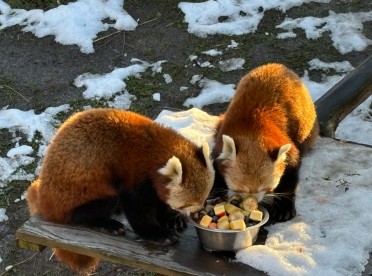 Karmienie zwierząt w łódzkim zoo z Orientarium