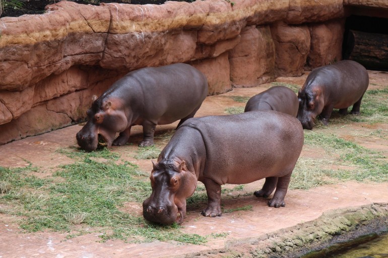 Wybieg we wrocławskim zoo z Afrykarium