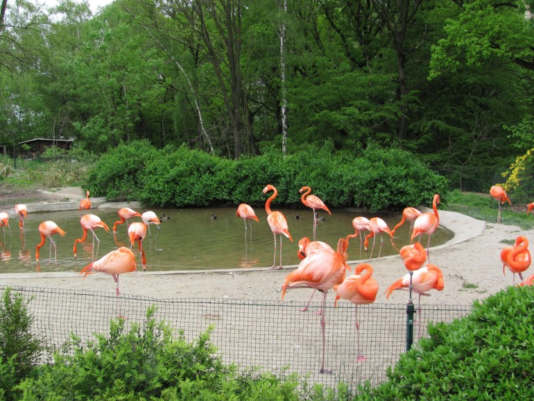 Wybieg flamingów w Zoo Ostrawa w Czechach