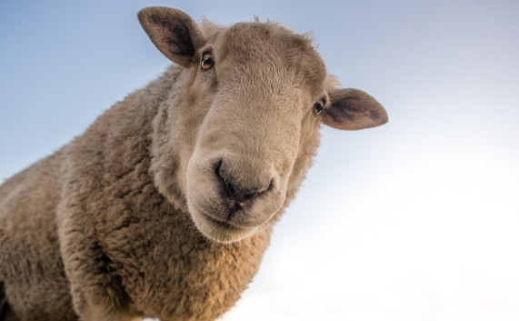 Nawet owca się dziwi, że jeszcze nie znasz naszej oferty! 🐑Biuro Podróży AGA TRAVEL