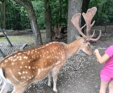 Jelenie na terenie parku w Ustroniu