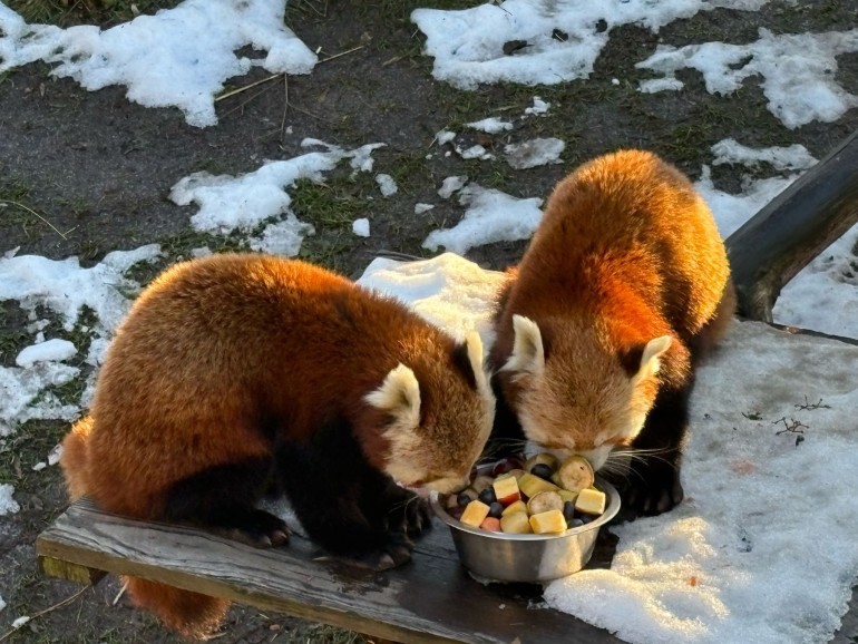 Karmienie zwierząt w łódzkim zoo z Orientarium