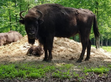 Żubry w Pokazowej Zagrodzie Żubrów w Pszczynie