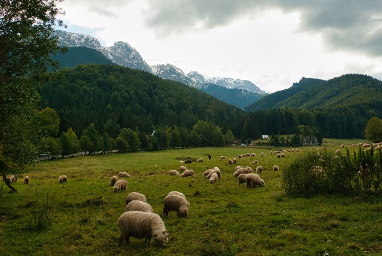 Górska polana w Polskich Tatrach w okolicach Zakopanego