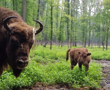 Żubry w Pokazowej Zagrodzie Żubra w Pszczynie