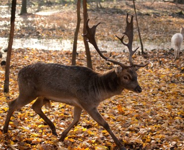 Jeleń szlachetny w pszczyńkiej Pokazowej Zagrodzie Żubra