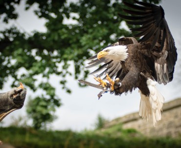 Pokaz ptaków drapieżnych