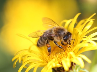 Apilandia | Interaktywne Centrum Pszczelarstwa