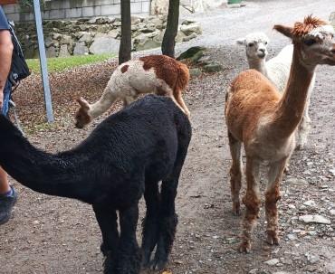 Rozbrykane lamy biegające zwartą gromadą po dużym terenie parku