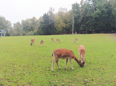 Sarny i jelenie swobodnie przemieszczające się po terenie Leśnego Parku Niespodzianek w Ustroniu