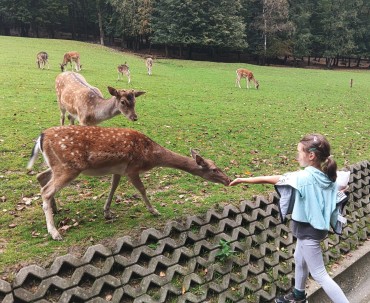 Sarny na terenie Leśnego Parku Niespodzianek w Ustroniu