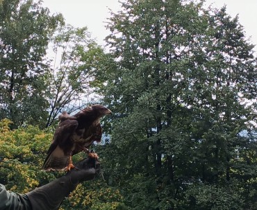 Myszołów podczas pokazu lotów ptaków drapieżnych w Ustroniu