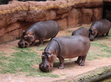 Wybieg we wrocławskim zoo z Afrykarium